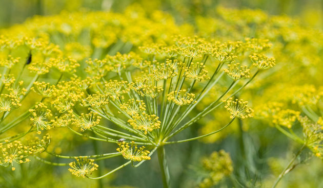 Ljekovito bilje, komorač, biljka, foto: www.svijetokonas.net