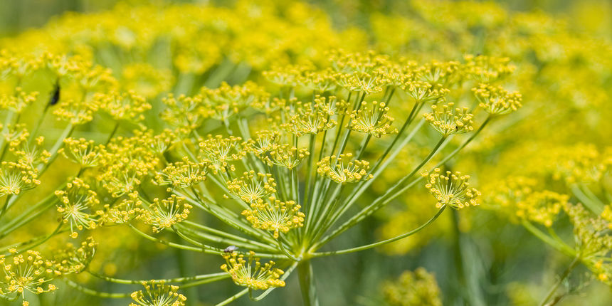 Ljekovito bilje, komorač, biljka, foto: www.svijetokonas.net Ljekovito bilje, komorač, biljka, foto: www.svijetokonas.net