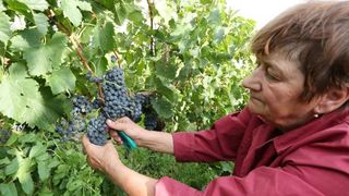 Drniš: Berba grožđa sa više od milijun čokota vinove loze, Photo: Duško Jaramaz/PIXSELL