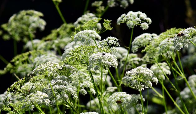 Prava krasuljica kao začinsko i ljekovito bilje
