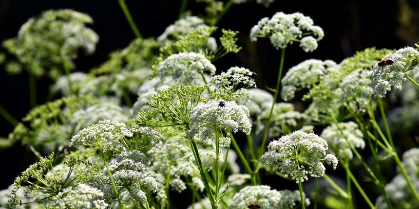 Prava krasuljica kao začinsko i ljekovito bilje