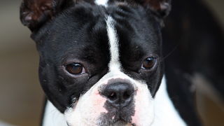 Zadar, 020513.  
Kamp na zadarskom predjelu Borik. 13. po redu medjunarodna izlozba pasa CACIB Zadar dog show 2013. 
Foto: Jure Miskovic / CROPIX