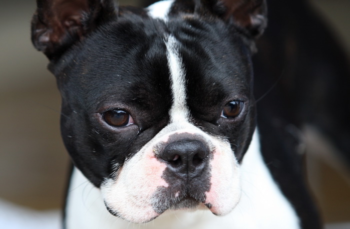 Zadar, 020513.  
Kamp na zadarskom predjelu Borik. 13. po redu medjunarodna izlozba pasa CACIB Zadar dog show 2013. 
Foto: Jure Miskovic / CROPIX