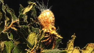 Foto: Ante Uglešić Foto: Ante Uglešić