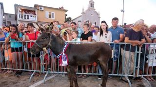 U Tribunju su održane 49. po redu magareće trke na kojima je sudjelovalo 12 jahača, a pobjedu je odnio Roko Popov na magarcu Renault 4. Photo: Duško Jaramaz/PIXSELL U Tribunju su održane 49. po redu magareće trke na kojima je sudjelovalo 12 jahača, a pobjedu je odnio Roko Popov na magarcu Renault 4. Photo: Duško Jaramaz/PIXSELL
