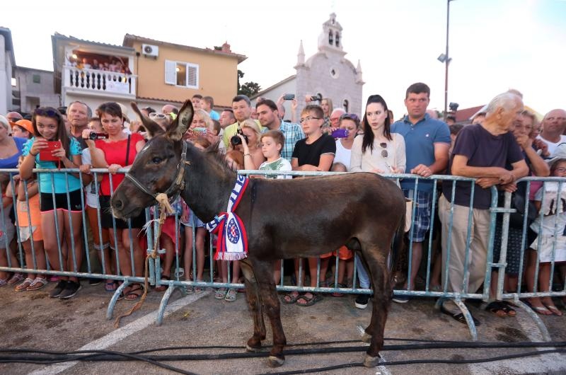 U Tribunju su održane 49. po redu magareće trke na kojima je sudjelovalo 12 jahača, a pobjedu je odnio Roko Popov na magarcu Renault 4. Photo: Duško Jaramaz/PIXSELL U Tribunju su održane 49. po redu magareće trke na kojima je sudjelovalo 12 jahača, a pobjedu je odnio Roko Popov na magarcu Renault 4. Photo: Duško Jaramaz/PIXSELL