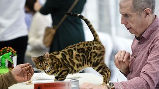 Međunarodna izložba mačaka