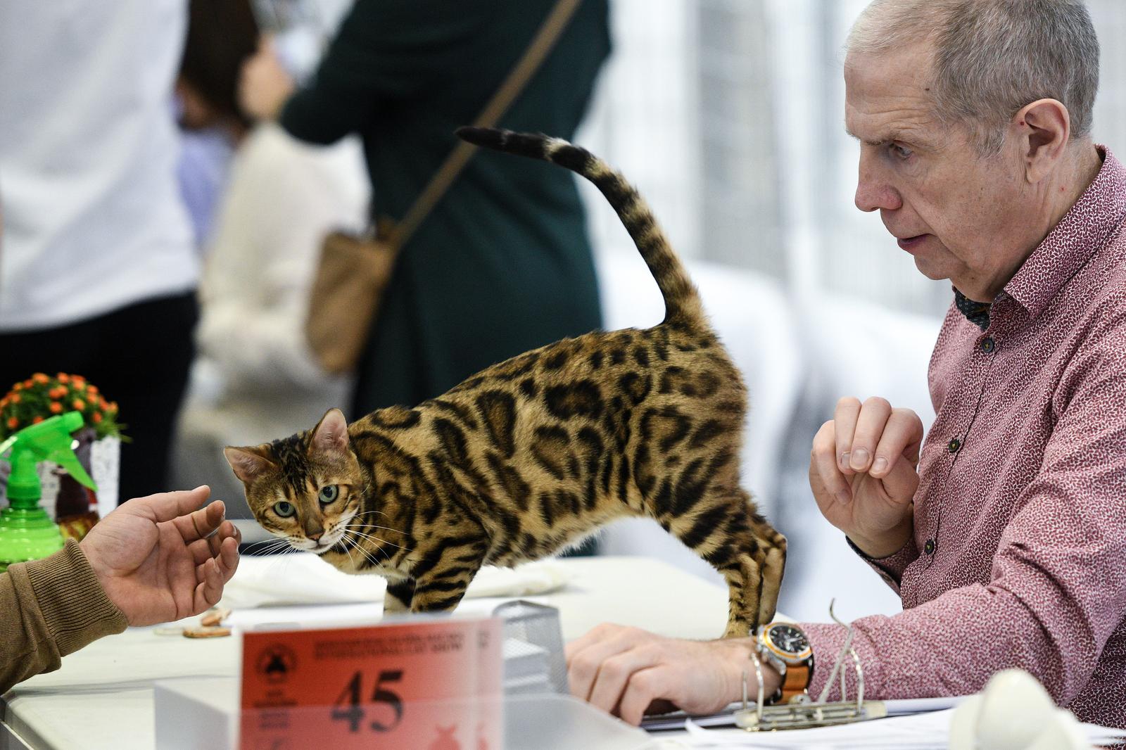Međunarodna izložba mačaka