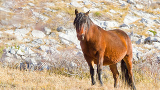 Velebitski divlji konji, Foto: Leo Banić