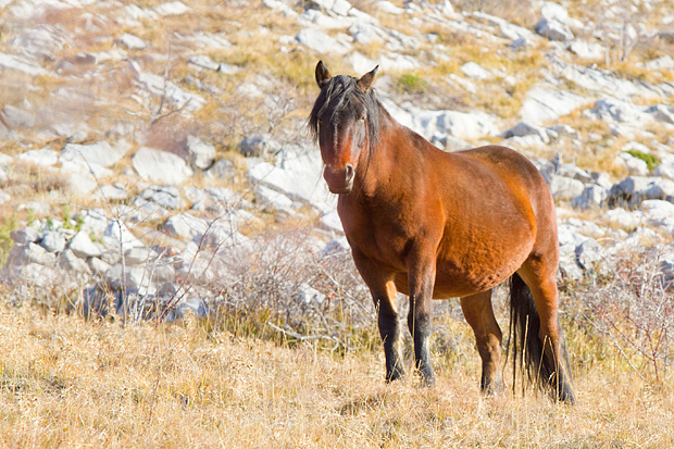 Velebitski divlji konji, Foto: Leo Banić