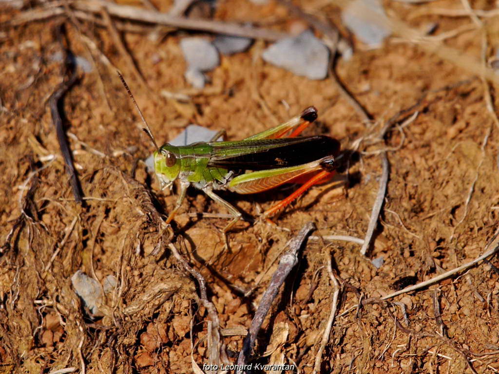 Đir do Kremena, foto: L. Kvarantan