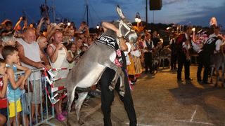 U Tribunju su održane 49. po redu magareće trke na kojima je sudjelovalo 12 jahača, a pobjedu je odnio Roko Popov na magarcu Renault 4. Photo: Duško Jaramaz/PIXSELL U Tribunju su održane 49. po redu magareće trke na kojima je sudjelovalo 12 jahača, a pobjedu je odnio Roko Popov na magarcu Renault 4. Photo: Duško Jaramaz/PIXSELL