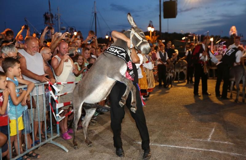 U Tribunju su održane 49. po redu magareće trke na kojima je sudjelovalo 12 jahača, a pobjedu je odnio Roko Popov na magarcu Renault 4. Photo: Duško Jaramaz/PIXSELL U Tribunju su održane 49. po redu magareće trke na kojima je sudjelovalo 12 jahača, a pobjedu je odnio Roko Popov na magarcu Renault 4. Photo: Duško Jaramaz/PIXSELL