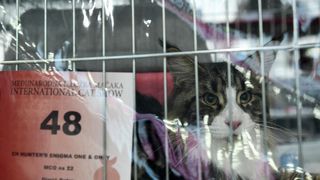 Međunarodna izložba mačaka