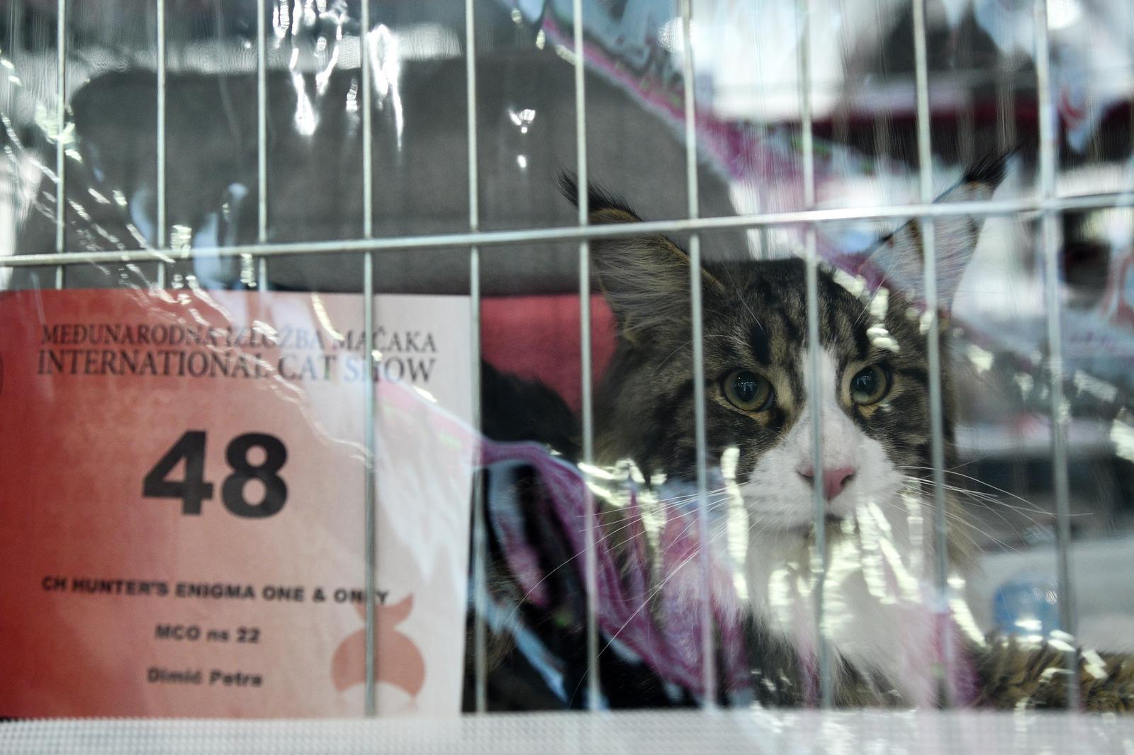Međunarodna izložba mačaka