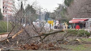Na Bulevaru posječena stabla lipe stara 40 godina