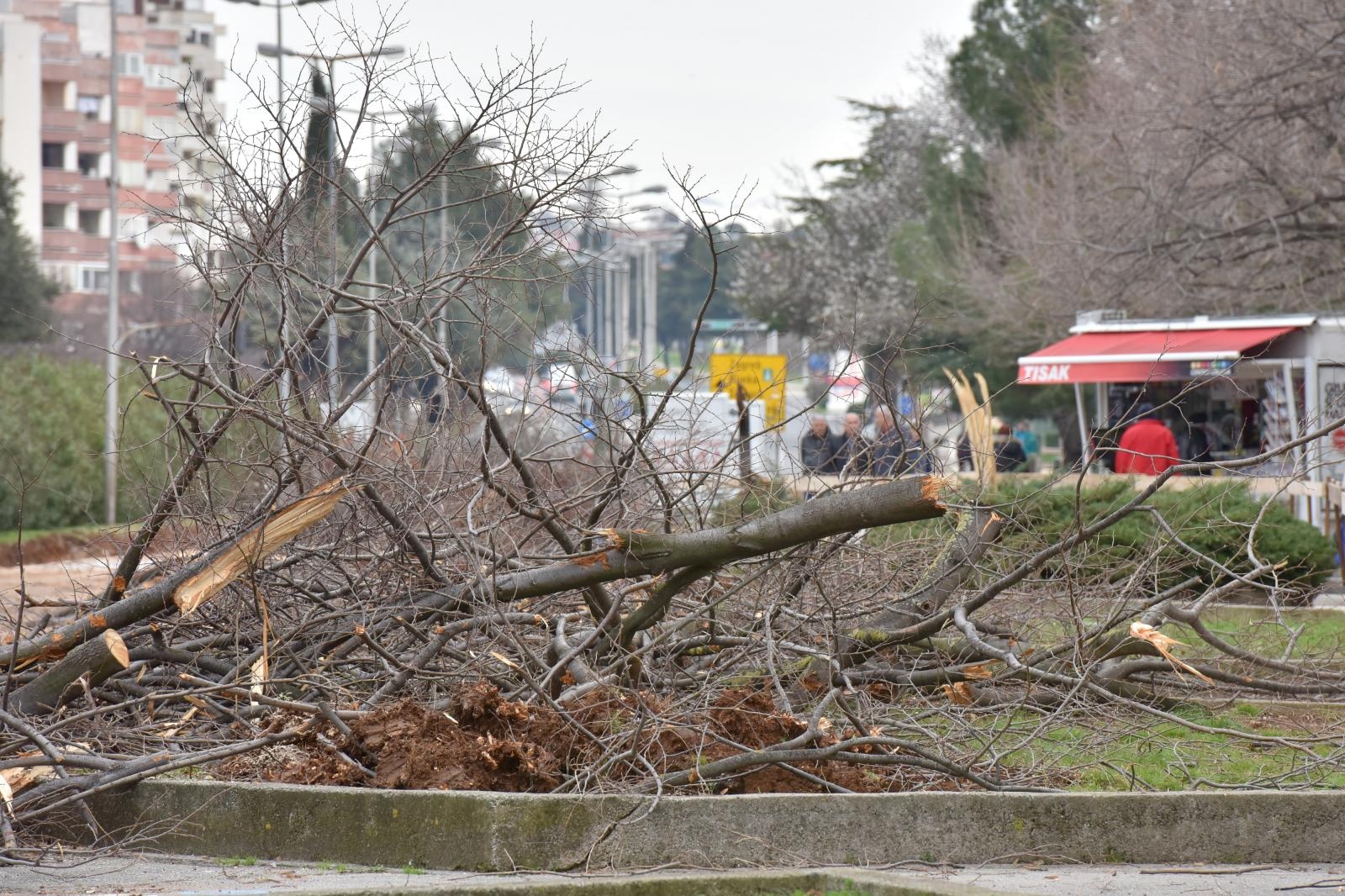 Na Bulevaru posječena stabla lipe stara 40 godina