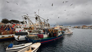 Ribarice u zadarskoj luci, Foto: Leo Banić