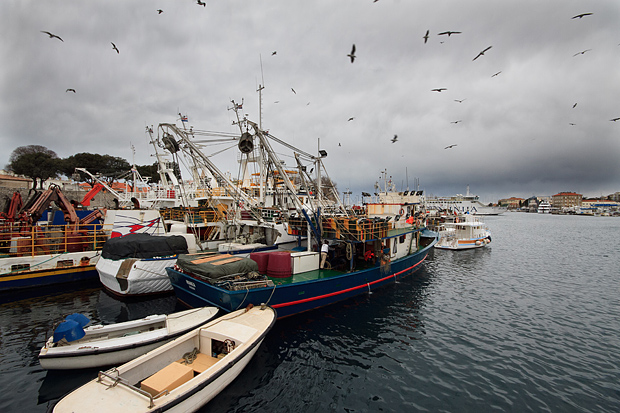 Ribarice u zadarskoj luci, Foto: Leo Banić