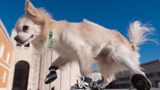 Zadar, 201211
Chihuahua Tito, vlasnice Elle Dusevic, gradom se seta u All Star tenisicama i trenerci.
Foto: Luka Gerlanc / CROPIX Zadar, 201211
Chihuahua Tito, vlasnice Elle Dusevic, gradom se seta u All Star tenisicama i trenerci.
Foto: Luka Gerlanc / CROPIX