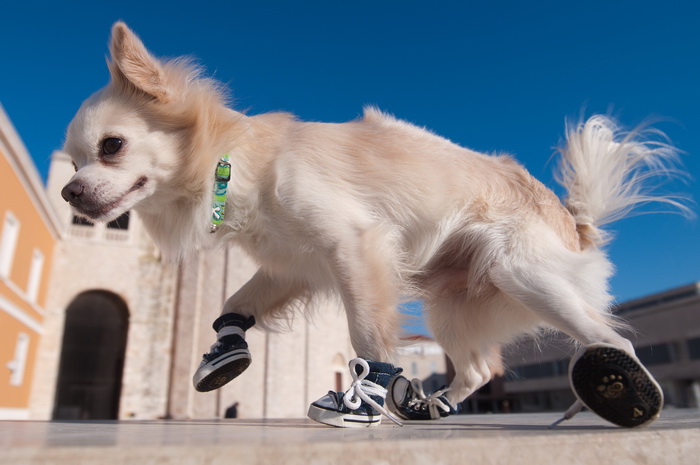 Zadar, 201211
Chihuahua Tito, vlasnice Elle Dusevic, gradom se seta u All Star tenisicama i trenerci.
Foto: Luka Gerlanc / CROPIX Zadar, 201211
Chihuahua Tito, vlasnice Elle Dusevic, gradom se seta u All Star tenisicama i trenerci.
Foto: Luka Gerlanc / CROPIX