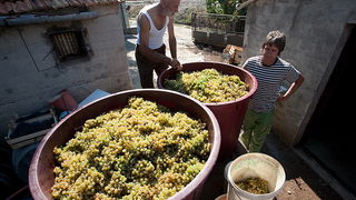 Priča o vinu: Od trsa do bačve, Foto: Leo Banić