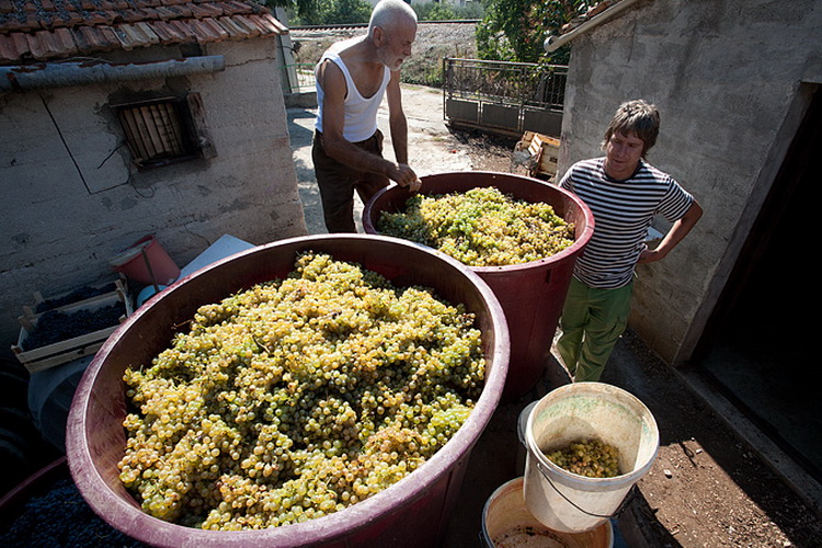 Priča o vinu: Od trsa do bačve, Foto: Leo Banić