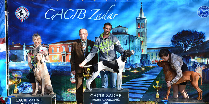 Započeo CACIB Zadar 2015. ; foto Kristina Kajić