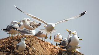 Image 1201623 (auto)