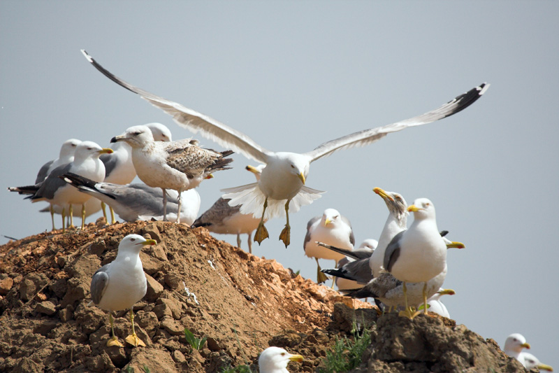 Image 1201623 (auto)