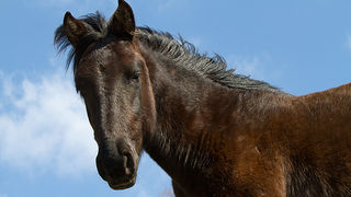 Divlji konji na Velebitu, foto: Leo Banić