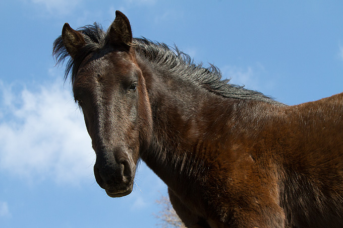 Divlji konji na Velebitu, foto: Leo Banić