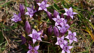 Nedjelja na Zavizanu