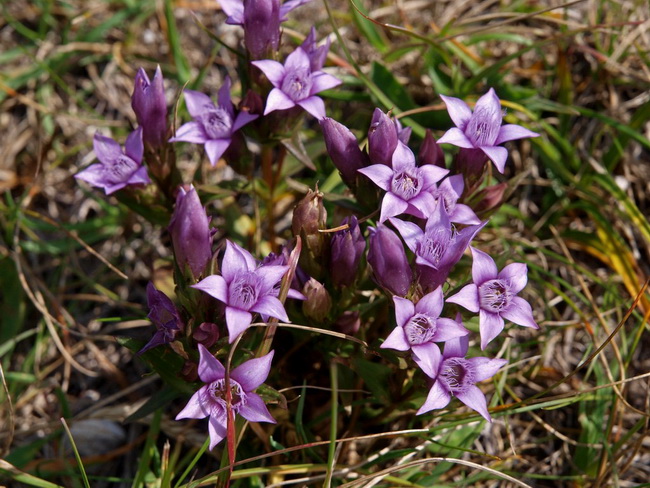 Nedjelja na Zavizanu
