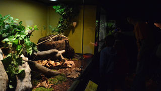 Otvorenje izložbe “Zmije – opasna ljepota”, foto: Iva Perinčić Otvorenje izložbe “Zmije – opasna ljepota”, foto: Iva Perinčić