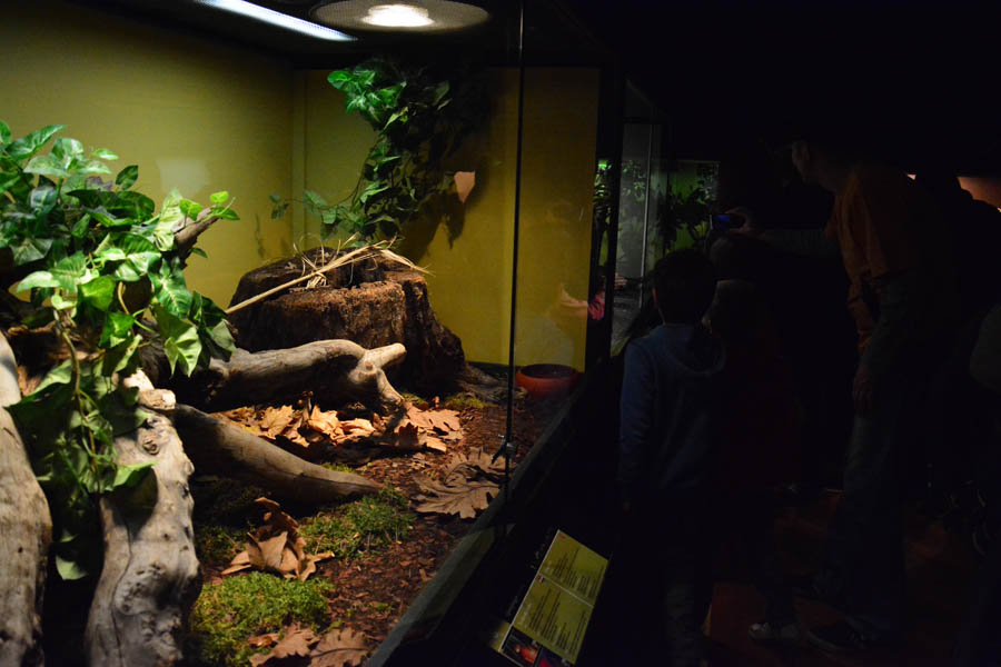 Otvorenje izložbe “Zmije – opasna ljepota”, foto: Iva Perinčić Otvorenje izložbe “Zmije – opasna ljepota”, foto: Iva Perinčić