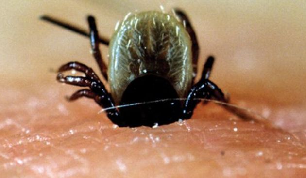 Krpelj (Foto: Index.hr)