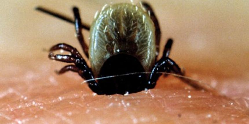 Krpelj (Foto: Index.hr) Krpelj (Foto: Index.hr)