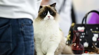 Međunarodna izložba mačaka