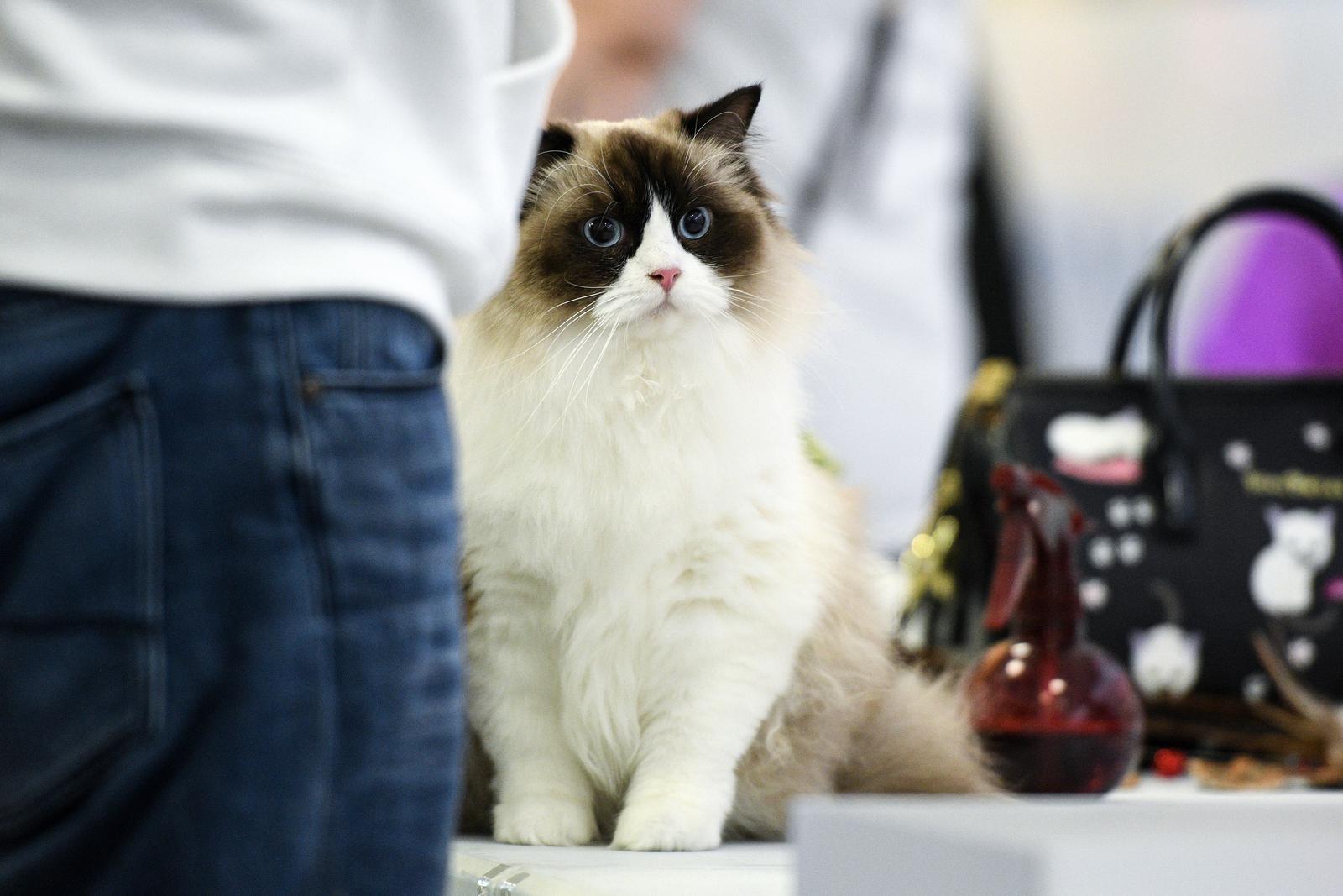 Međunarodna izložba mačaka