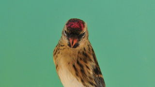 Pobjednici 33. Ornitoloskog prvenstva Hrvatske, Foto: Ivan Dilber Pobjednici 33. Ornitoloskog prvenstva Hrvatske, Foto: Ivan Dilber