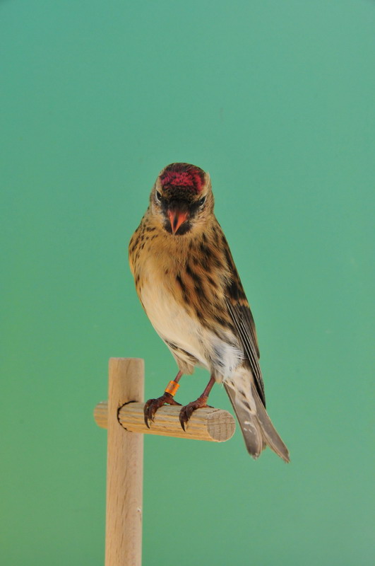 Pobjednici 33. Ornitoloskog prvenstva Hrvatske, Foto: Ivan Dilber Pobjednici 33. Ornitoloskog prvenstva Hrvatske, Foto: Ivan Dilber