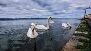 Labudovi u Bibinjama 12. svibnja 2013.  Foto: Roberto Lerga