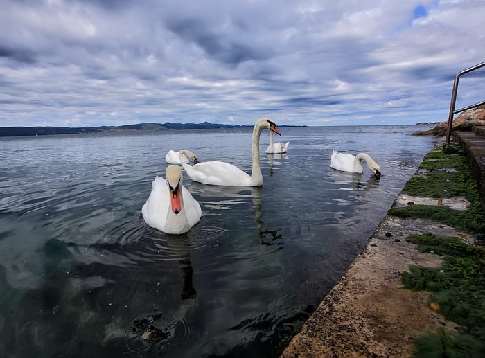 Labudovi u Bibinjama 12. svibnja 2013.  Foto: Roberto Lerga