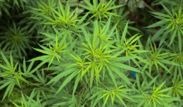 Kanabis smanjuje bol i poboljšava san (Metro-portal.hr)