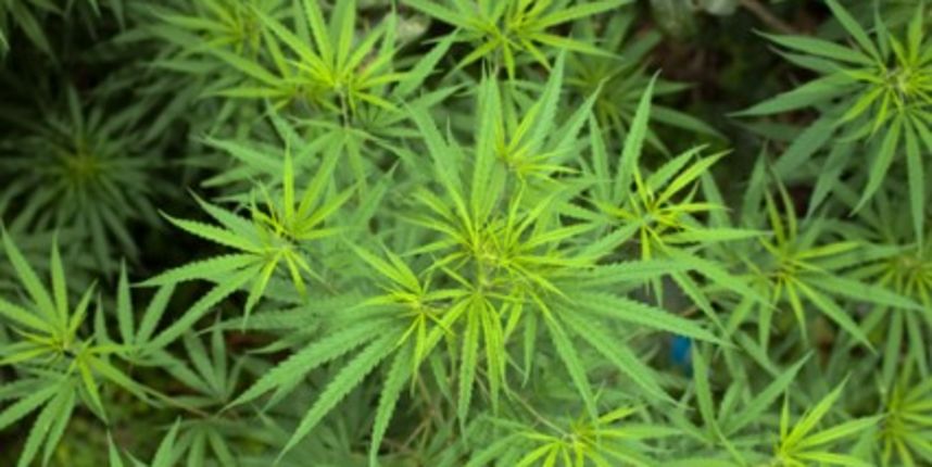 Kanabis smanjuje bol i poboljšava san (Metro-portal.hr) Kanabis smanjuje bol i poboljšava san (Metro-portal.hr)