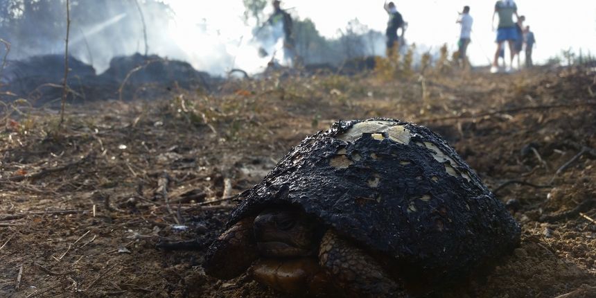 Kornjača preživjela pakleni oganj iznad Dikla Kornjača preživjela pakleni oganj iznad Dikla