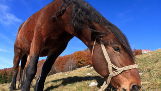 Đir do Zavižana, sjeverni Velebit, foto: Leo Banić