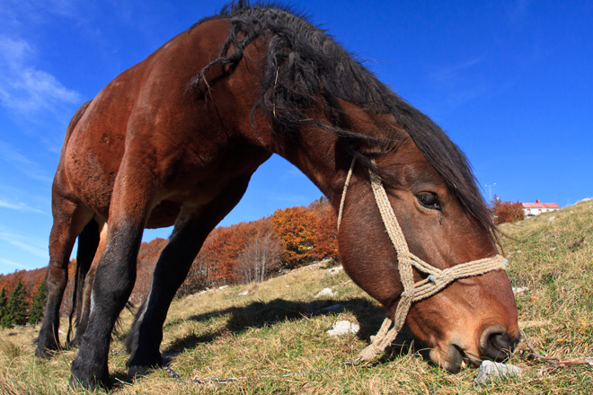 Đir do Zavižana, sjeverni Velebit, foto: Leo Banić