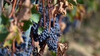 Vinogradi u Donjem polju kod Šibenika prepuni su zdravog crnog i bijeloga grozđa a ovih dana očekuju se i prve prve berbe. Photo: Hrvoje Jelavić/PIXSELL Vinogradi u Donjem polju kod Šibenika prepuni su zdravog crnog i bijeloga grozđa a ovih dana očekuju se i prve prve berbe. Photo: Hrvoje Jelavić/PIXSELL